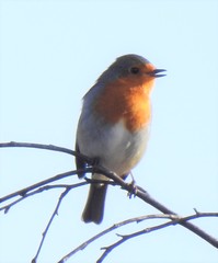 Erithacus rubecula