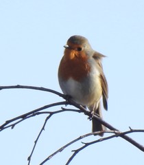 Erithacus rubecula