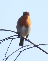 Erithacus rubecula