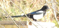 Pica pica