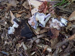 Phellodon niger alboniger