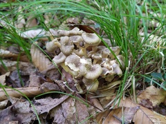Polyporus umbellatus