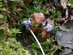 Hypomyces leotiicola