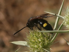 Scolia hortorum
