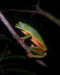 Phyllomedusa distincta