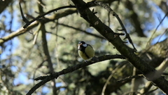 Parus major