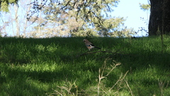 Garrulus glandarius