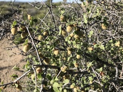 Prunus eremophila