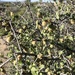 Mojave Desert Plum - Photo (c) Duncan Bell, some rights reserved (CC BY-NC), uploaded by Duncan Bell