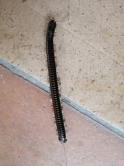 Diplopoda