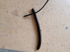 Diplopoda