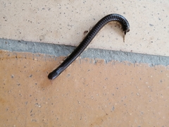 Diplopoda