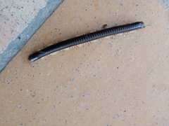 Diplopoda
