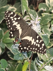 Papilio demodocus