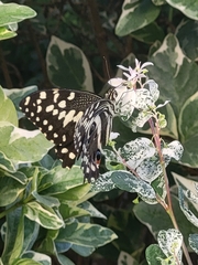 Papilio demodocus