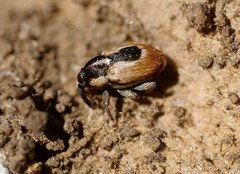 Sibinia phalerata