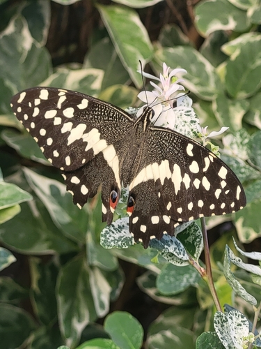Citrus Swallowtail