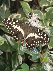 Papilio demodocus