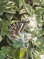 Papilio demodocus