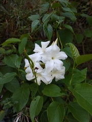 Mandevilla laxa
