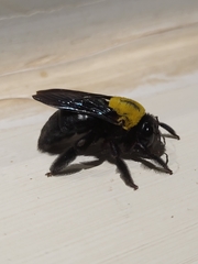Xylocopa pubescens