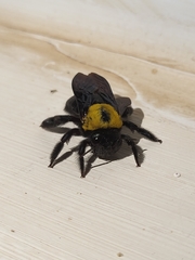 Xylocopa pubescens
