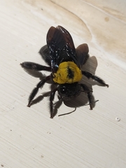 Xylocopa pubescens