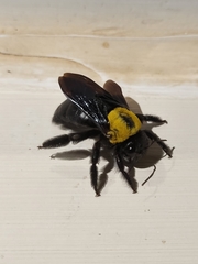 Xylocopa pubescens