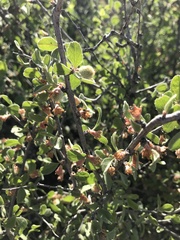 Prunus eremophila
