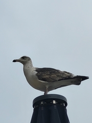 Larus fuscus