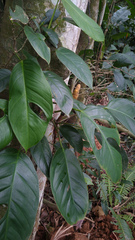 Monstera praetermissa
