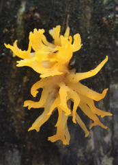 Calocera furcata