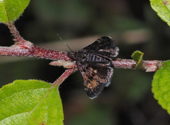 Heliothela wulfeniana