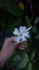 Mandevilla laxa