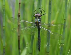 Somatochlora exuberata