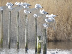 Chroicocephalus ridibundus