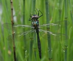 Somatochlora exuberata