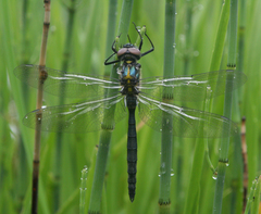 Somatochlora exuberata