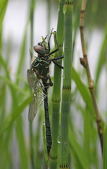 Somatochlora exuberata