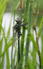 Somatochlora exuberata