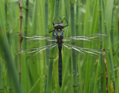 Somatochlora exuberata
