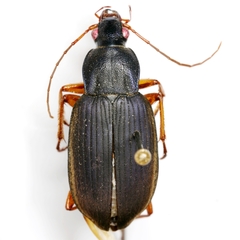 Chlaenius erythropus