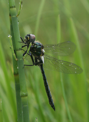 Somatochlora exuberata
