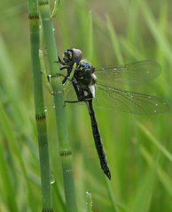 Somatochlora exuberata