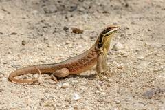 Leiocephalus cubensis