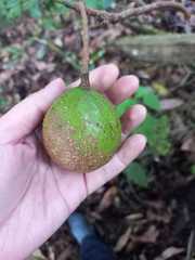 Persea