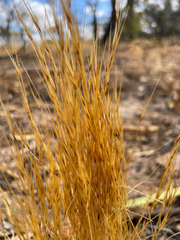 Aristida holathera