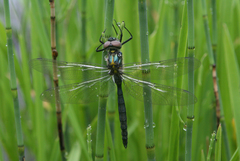 Somatochlora exuberata