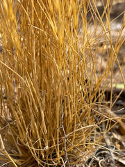 Aristida holathera