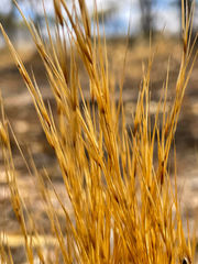 Aristida holathera